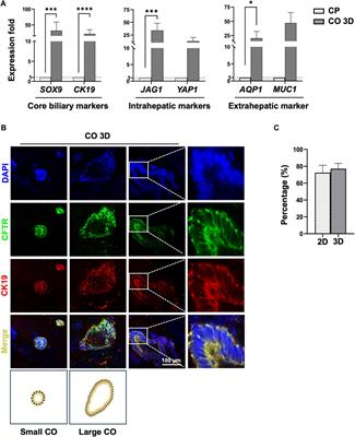 3D organoid cultivation improves the maturation and functional differentiation of cholangiocytes from human pluripotent stem cells